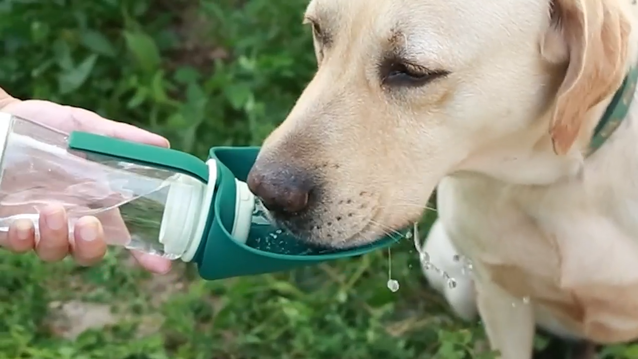 2-in-1 Pet Water & Food Bottle, Leakproof Portable Dispenser for Dogs Cats Puppies, Ideal for Outdoor Walking Hiking Travel 12OZ